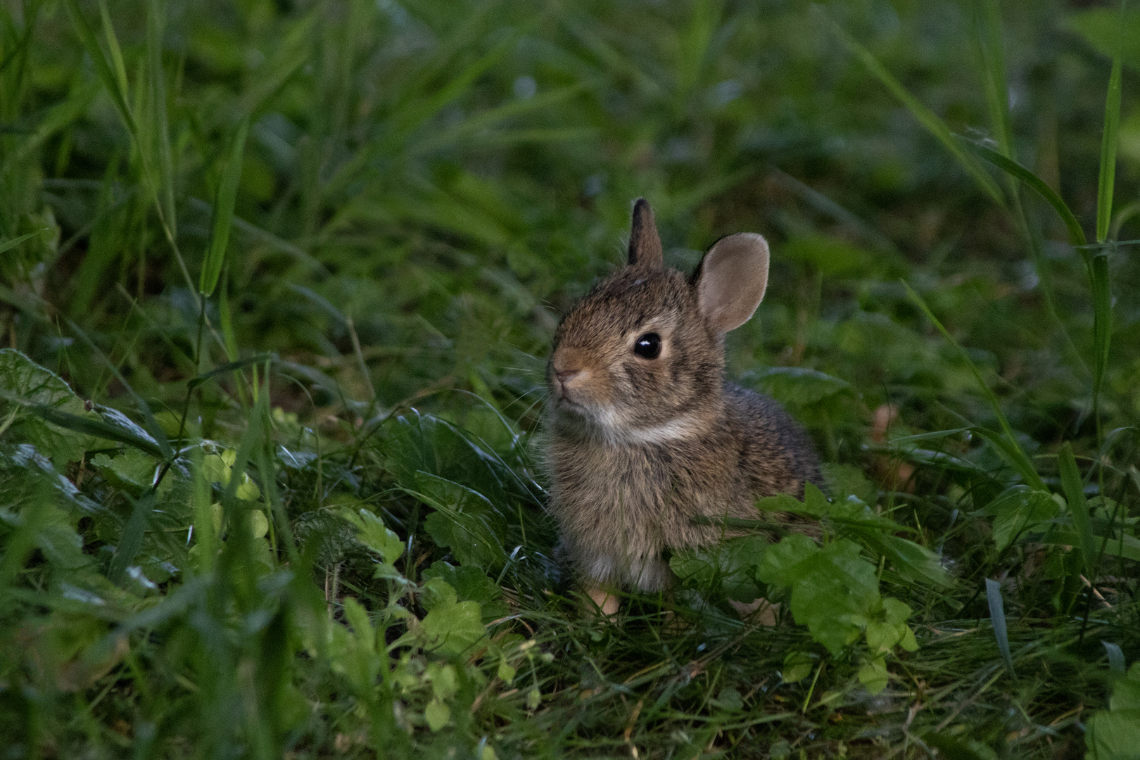 Junges Kaninchen 