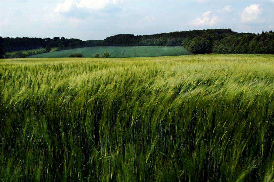 Junges Kornfeld im Winde