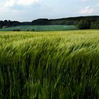 Junges Kornfeld im Winde