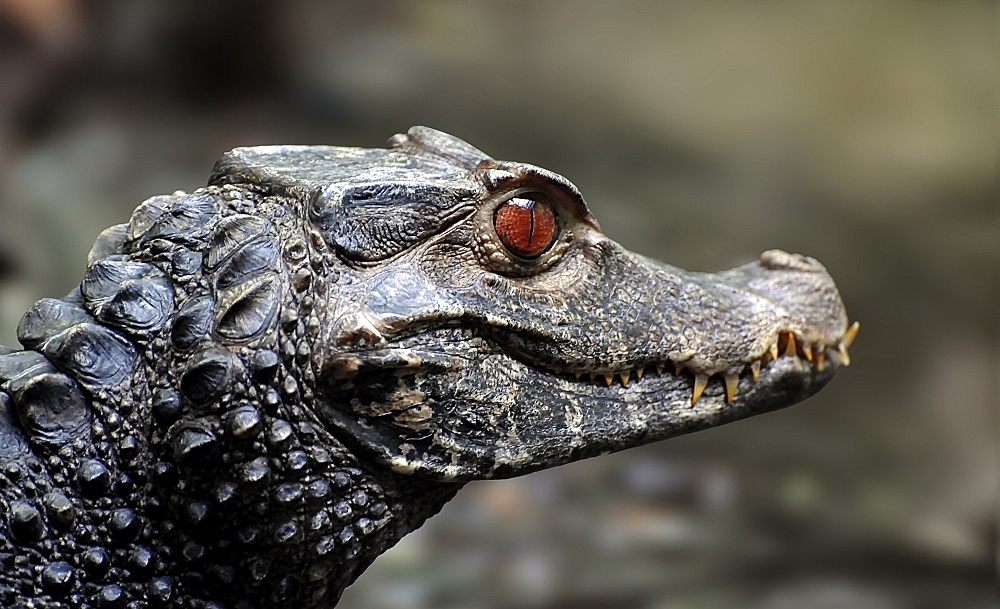 junges Krokodil aus dem Tierpark Straubing