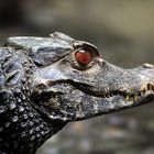 junges Krokodil aus dem Tierpark Straubing