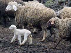 junges Lamm in Herde Mostviertel in >>NÖ