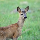 Junges Leben im Moor