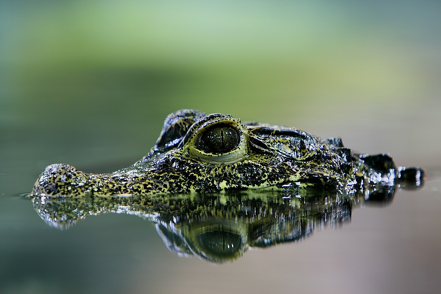 junges Leistenkrokodil im Reptilium Landau