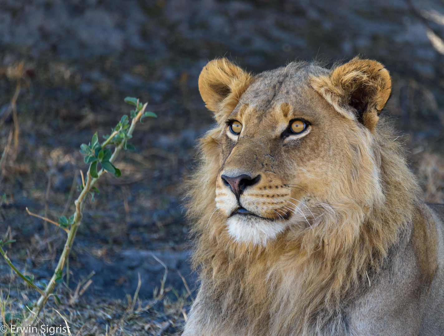 Junges Löwenmännchen bei der Mittags-Siesta - Moremi Nat. Reserve / Botswana