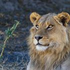 Junges Löwenmännchen bei der Mittags-Siesta - Moremi Nat. Reserve / Botswana