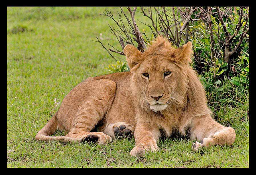 Junges Löwenmännchen in der Masai Mara Foto & Bild | Natur, Raubtiere ...