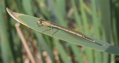 Junges Männchen der Blauen Federlibelle (Platycnemis pennipes)