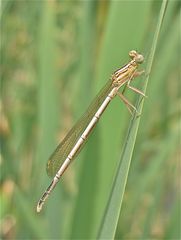 Junges Männchen der Blauen Federlibelle (Platycnemis pennipes)