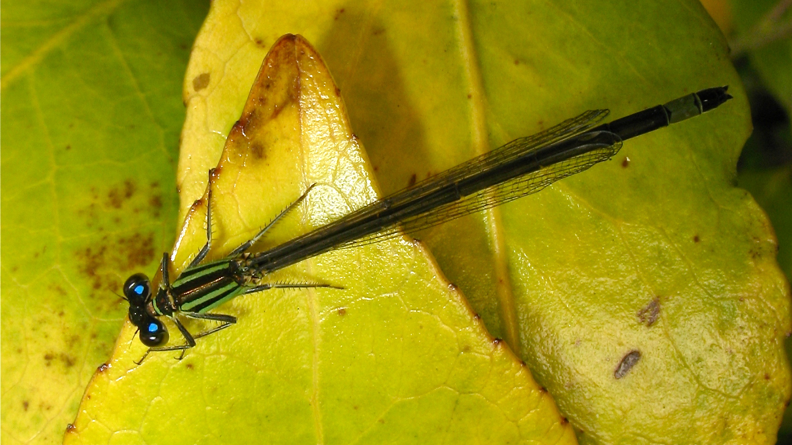 Junges Männchen der Großen Pechlibelle (Ischnura elegans)