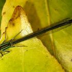 Junges Männchen der Großen Pechlibelle (Ischnura elegans)