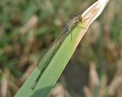 Junges Männchen der Hufeisen-Azurjungfer (Coenagrion puella)