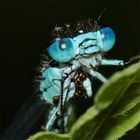 Junges Männchen der Hufeisen-Azurjungfer (Coenagrion puella) mit Milben