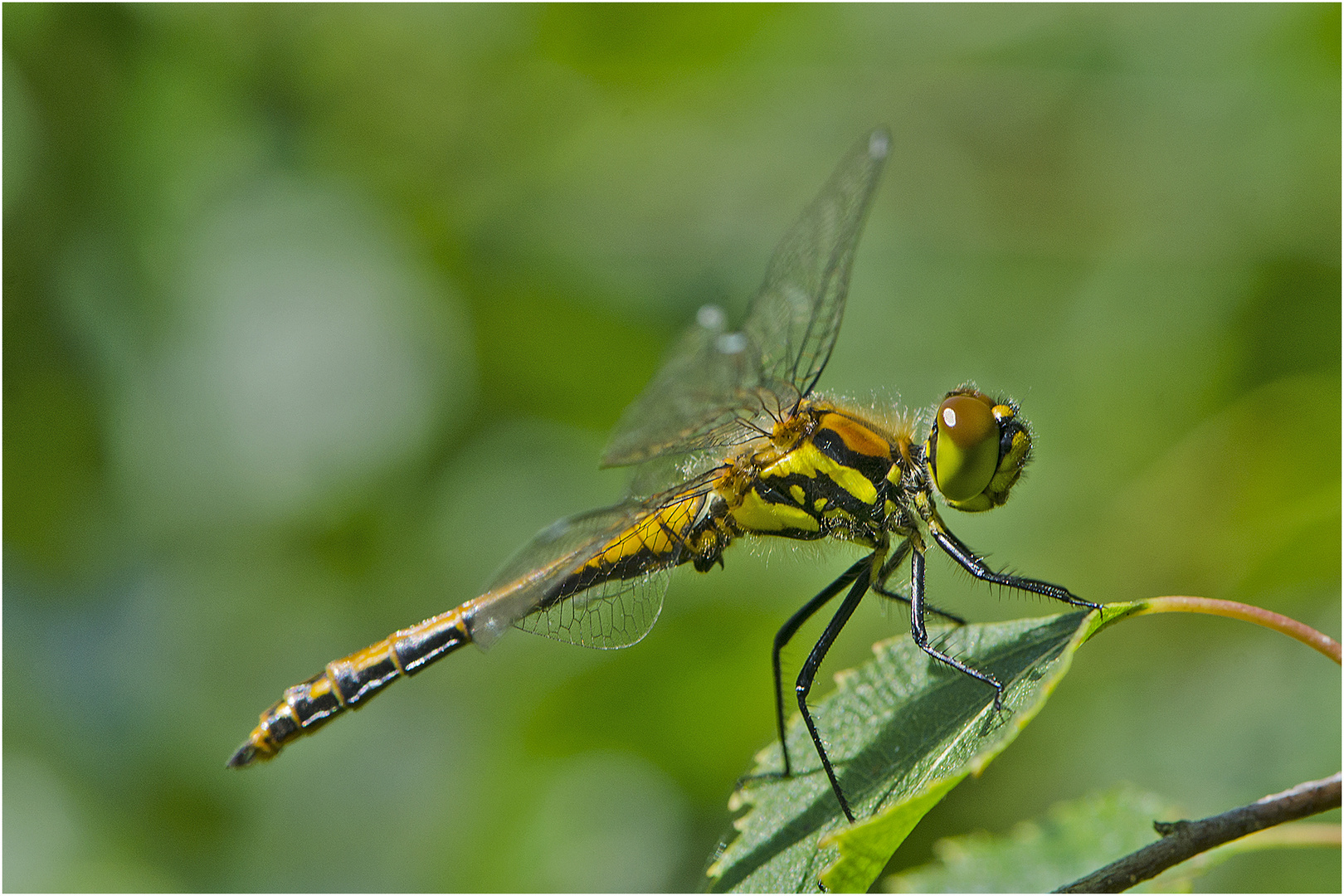 Junges Männchen der Schwarzen Heidelibelle (Sympetrum danae)