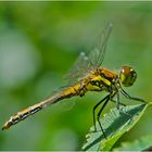 Junges Männchen der Schwarzen Heidelibelle (Sympetrum danae)