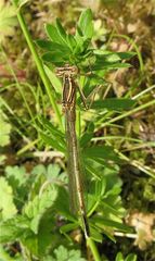 Junges Männchen einer Blauen Federlibelle (Platycnemis pennipes)