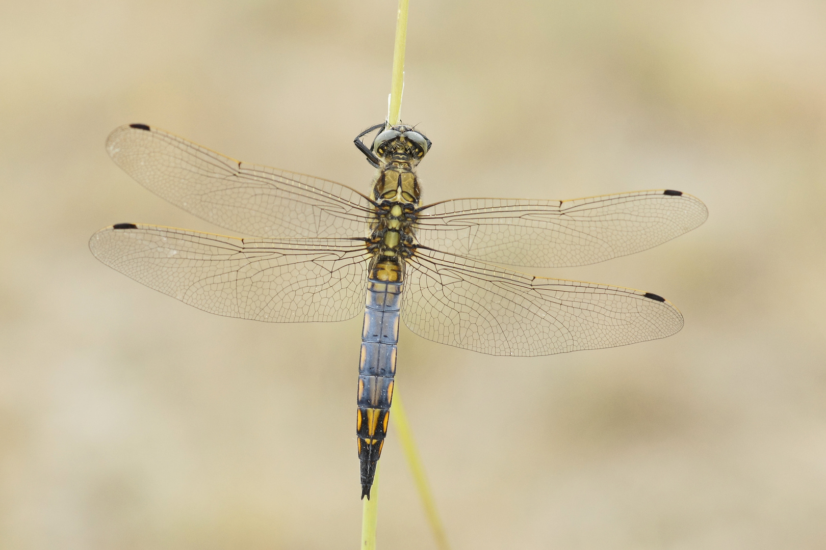 Junges Männchen vom Großen Blaupfeil (Orthetrum cancellatum)