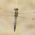 Junges Männchen vom Großen Blaupfeil (Orthetrum cancellatum)