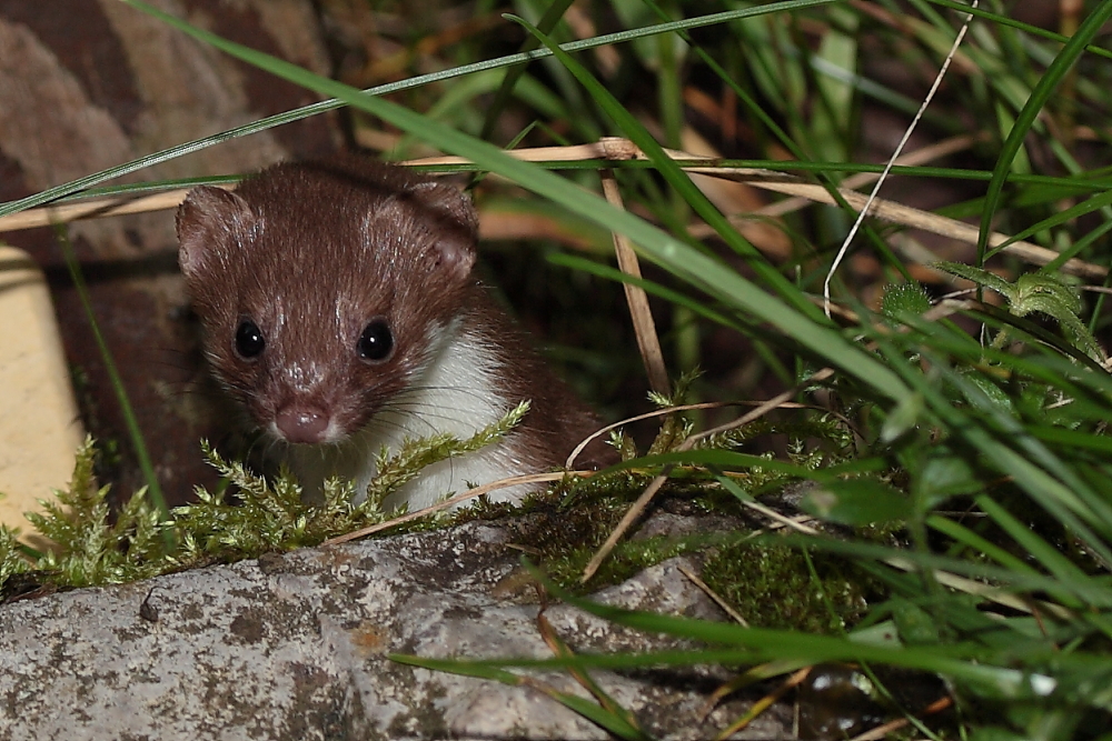 Junges Mauswiesel auf Erkundung , Dettingen a.d. Erms, Biosphärengebiet schw. Alb