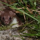 Junges Mauswiesel auf Erkundung , Dettingen a.d. Erms, Biosphärengebiet schw. Alb