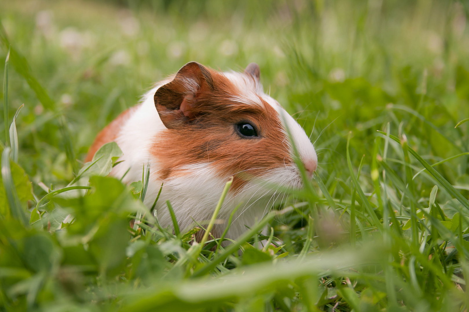 Junges Meerschweinchen