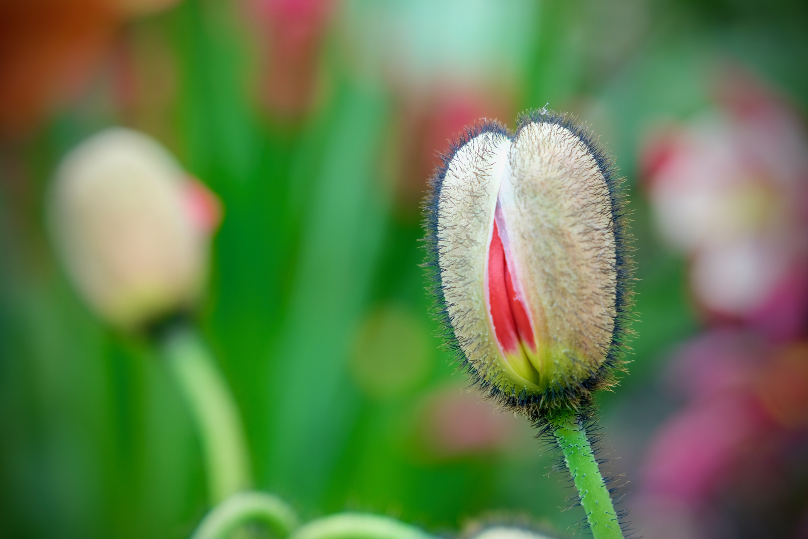 junges Mohn