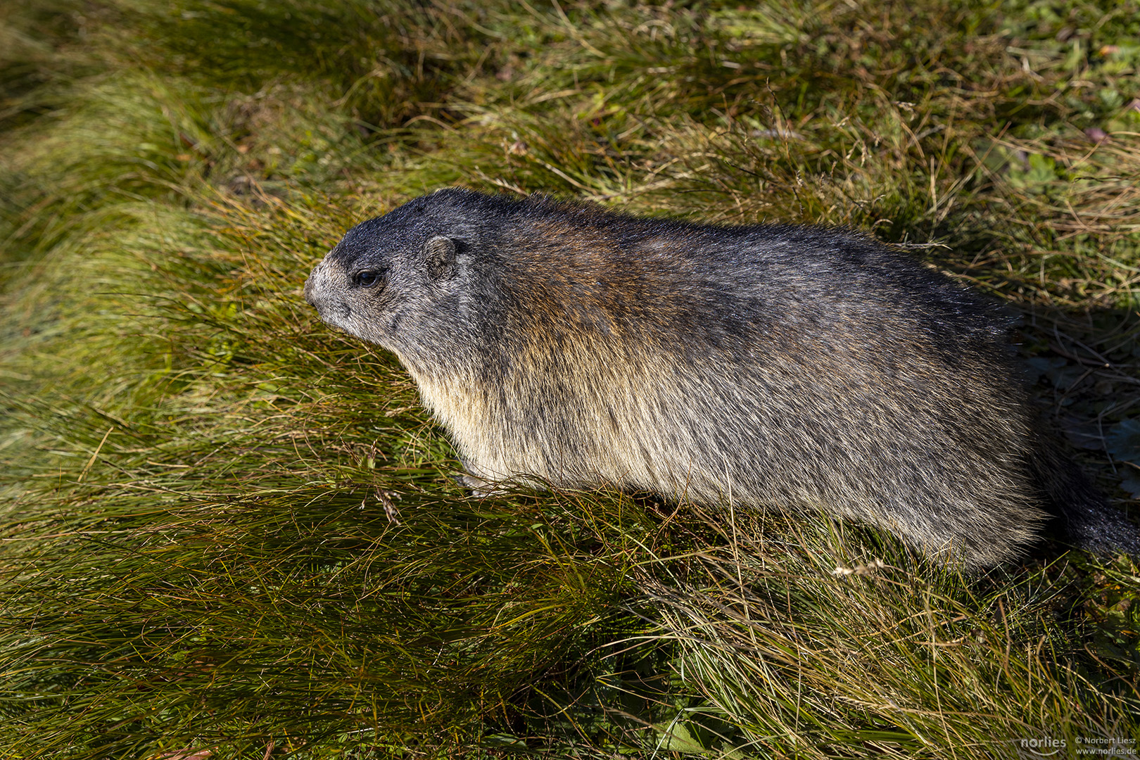 Junges Murmeltier auf der Wiese