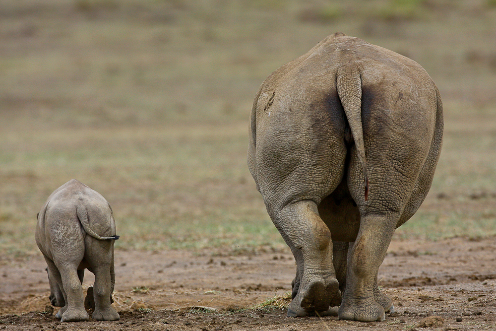 Junges Nashorn unter Aufsicht....