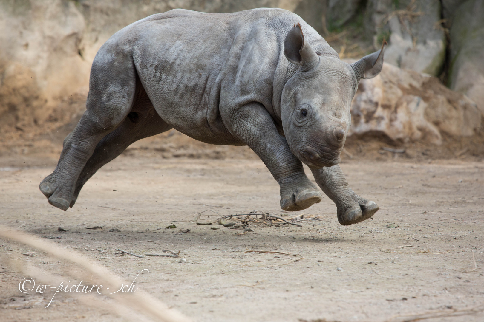 Junges Nashorn Zoo Krefeld