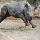 Junges Nashorn Zoo Krefeld