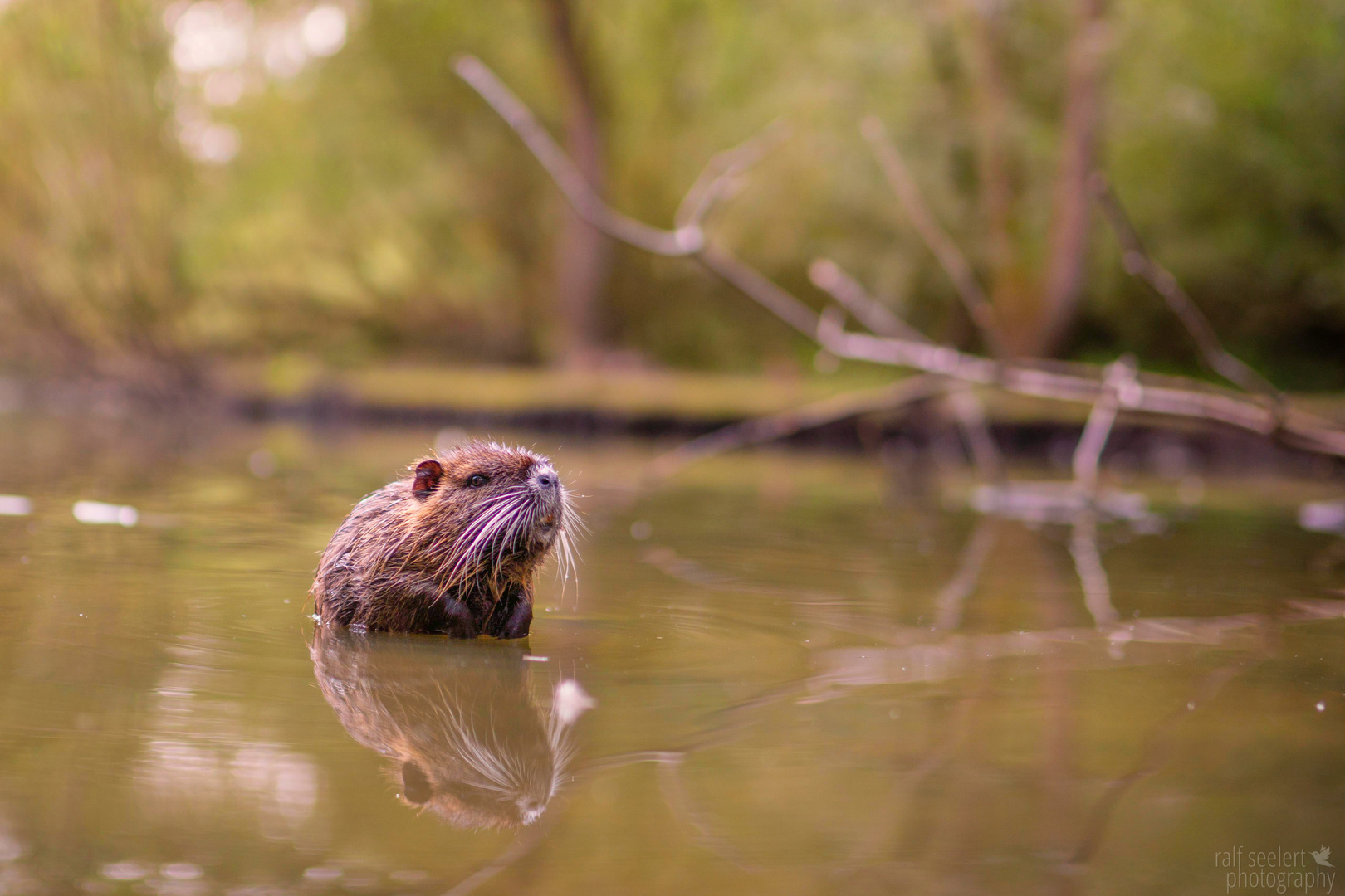 junges Nutria