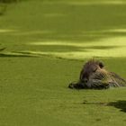 junges Nutria bei der Futteraufnahme  .. Veggie Day 