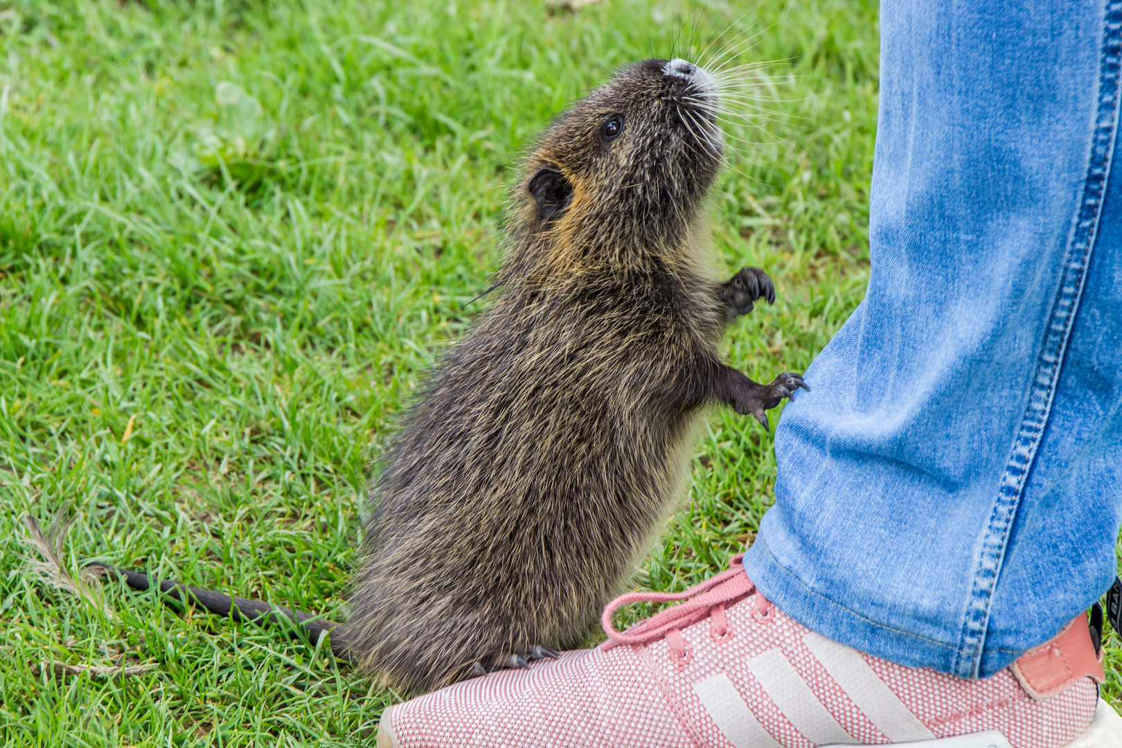 Junges Nutria bettelt um Futter