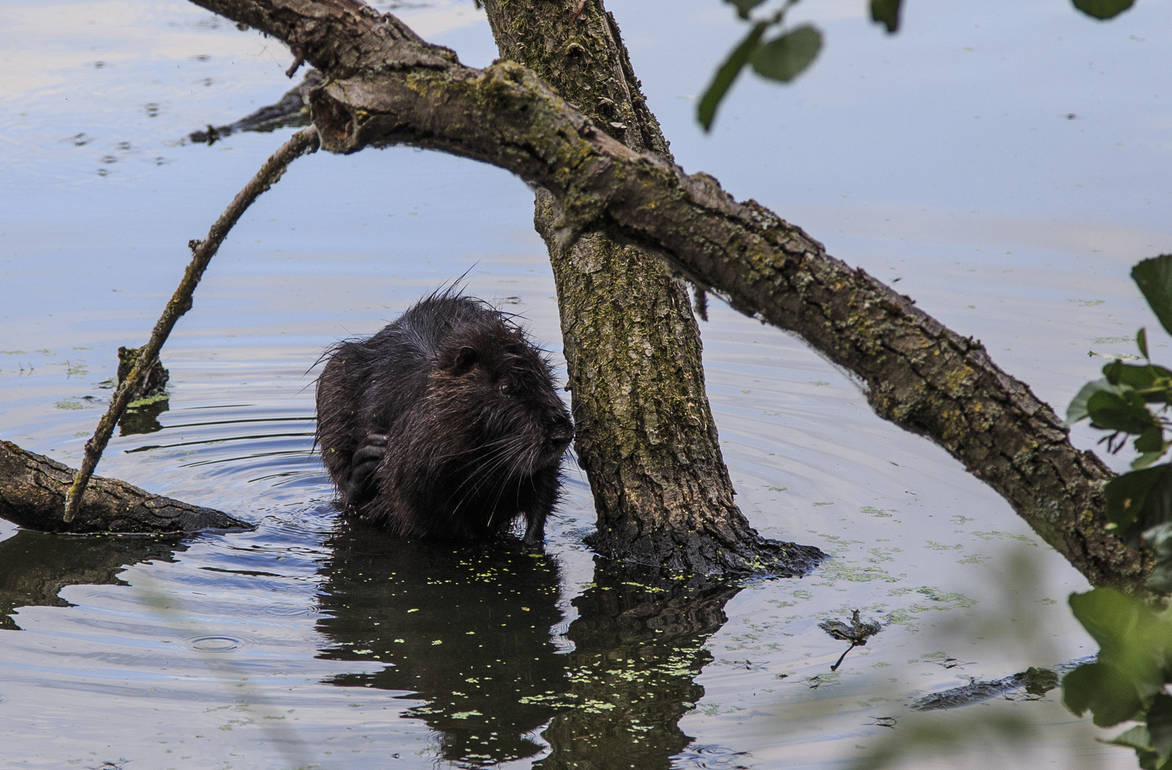 Junges Nutria