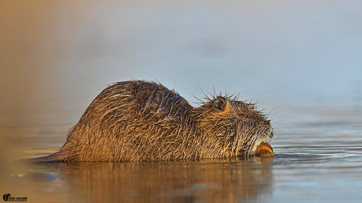 Junges Nutria