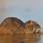 Junges Nutria