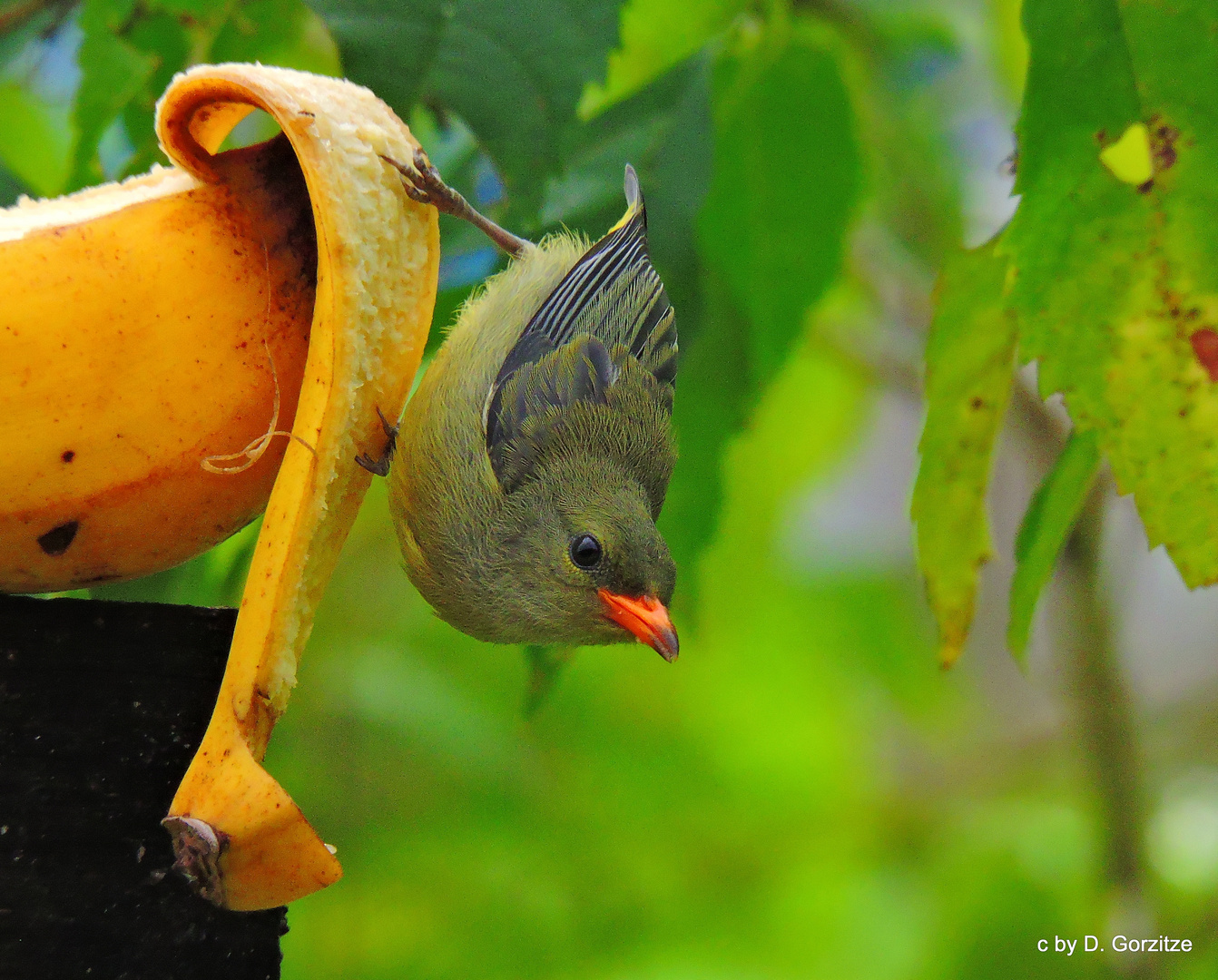 Junges Orangebrust Mistelfresser Weibchen!