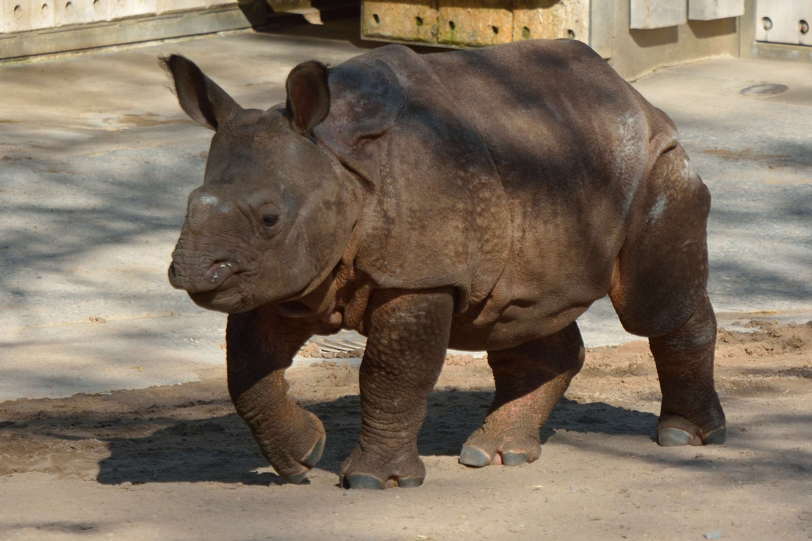 Junges Panzer-Nashorn im Stuttgarter Zoo