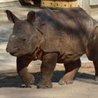 Junges Panzer-Nashorn im Stuttgarter Zoo