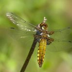 Junges Plattbauch Weibchen