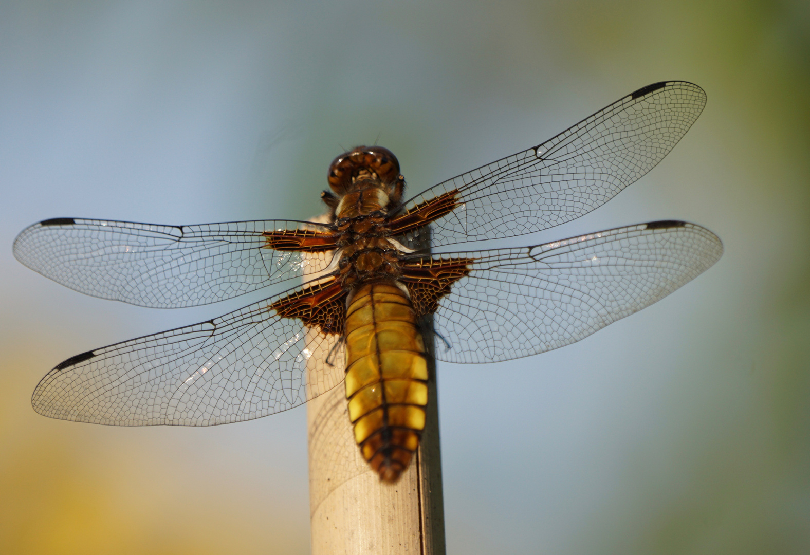 Junges Plattbauchweibchen in unserem Garten