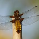 Junges Plattbauchweibchen in unserem Garten