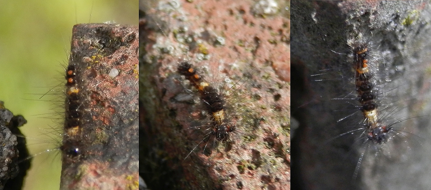 Junges Raupenstadium des Schlehen-Bürstenspinners (Orgyia antiqua)