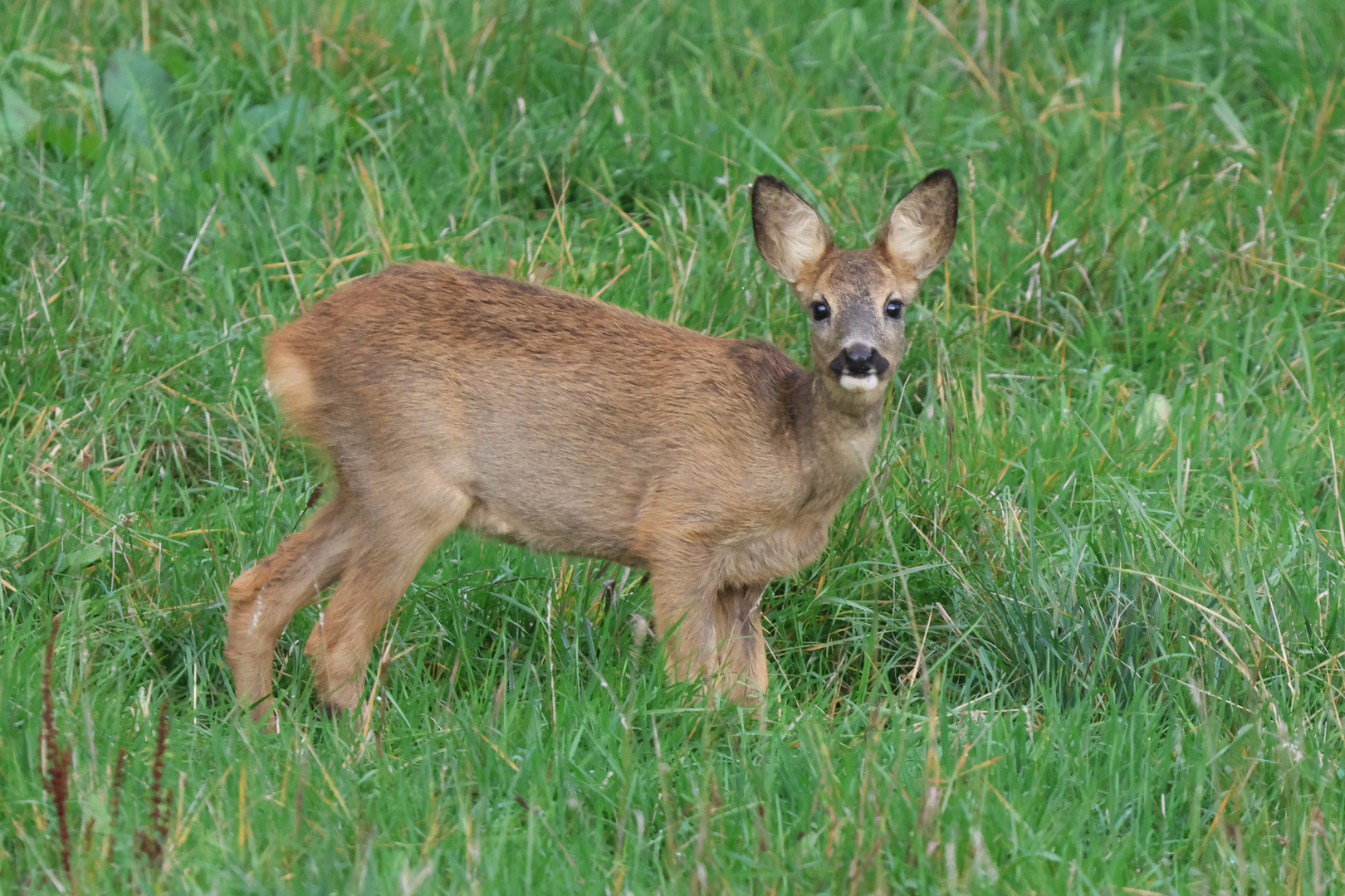 Junges Reh am Waldrand