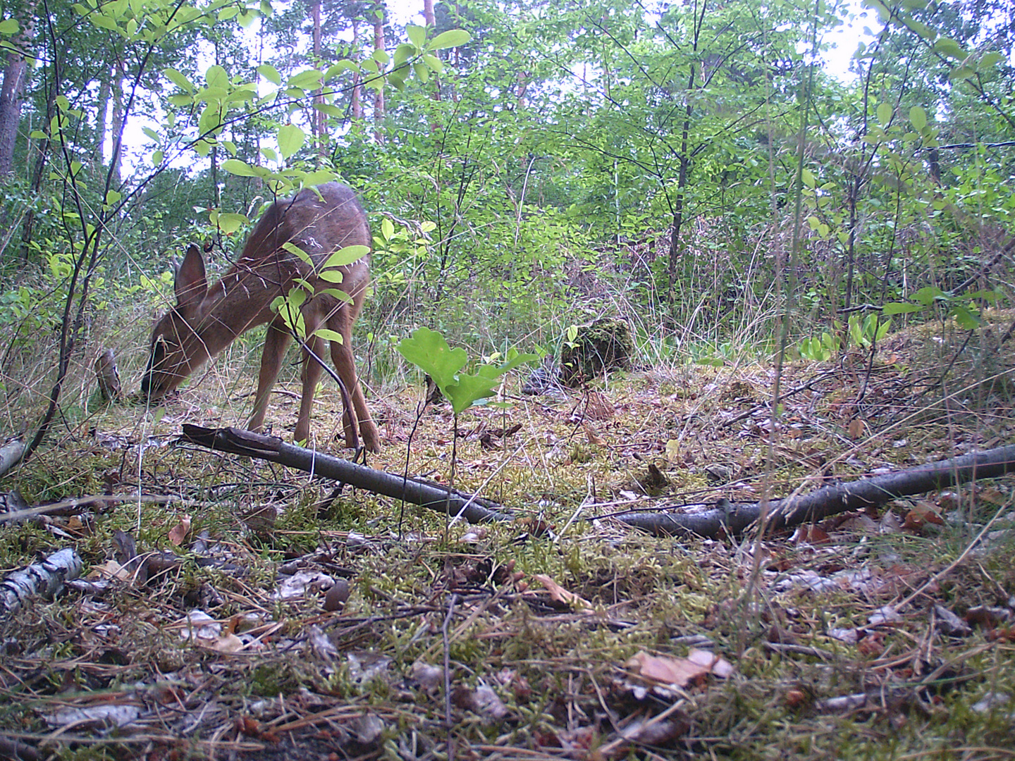 Junges Reh im Wald