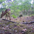 Junges Reh im Wald