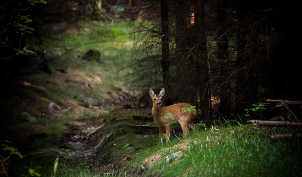 Junges Reh Im Wald Foto Bild Tiere Wildlife Saugetiere Bilder Auf Fotocommunity