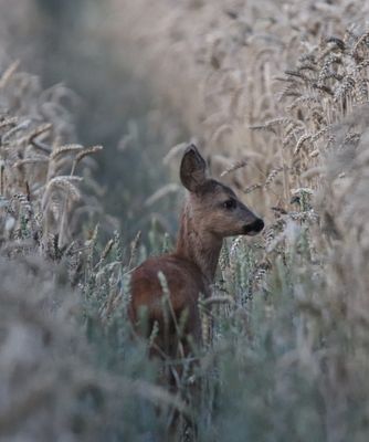 Junges Reh im Weizenfeld