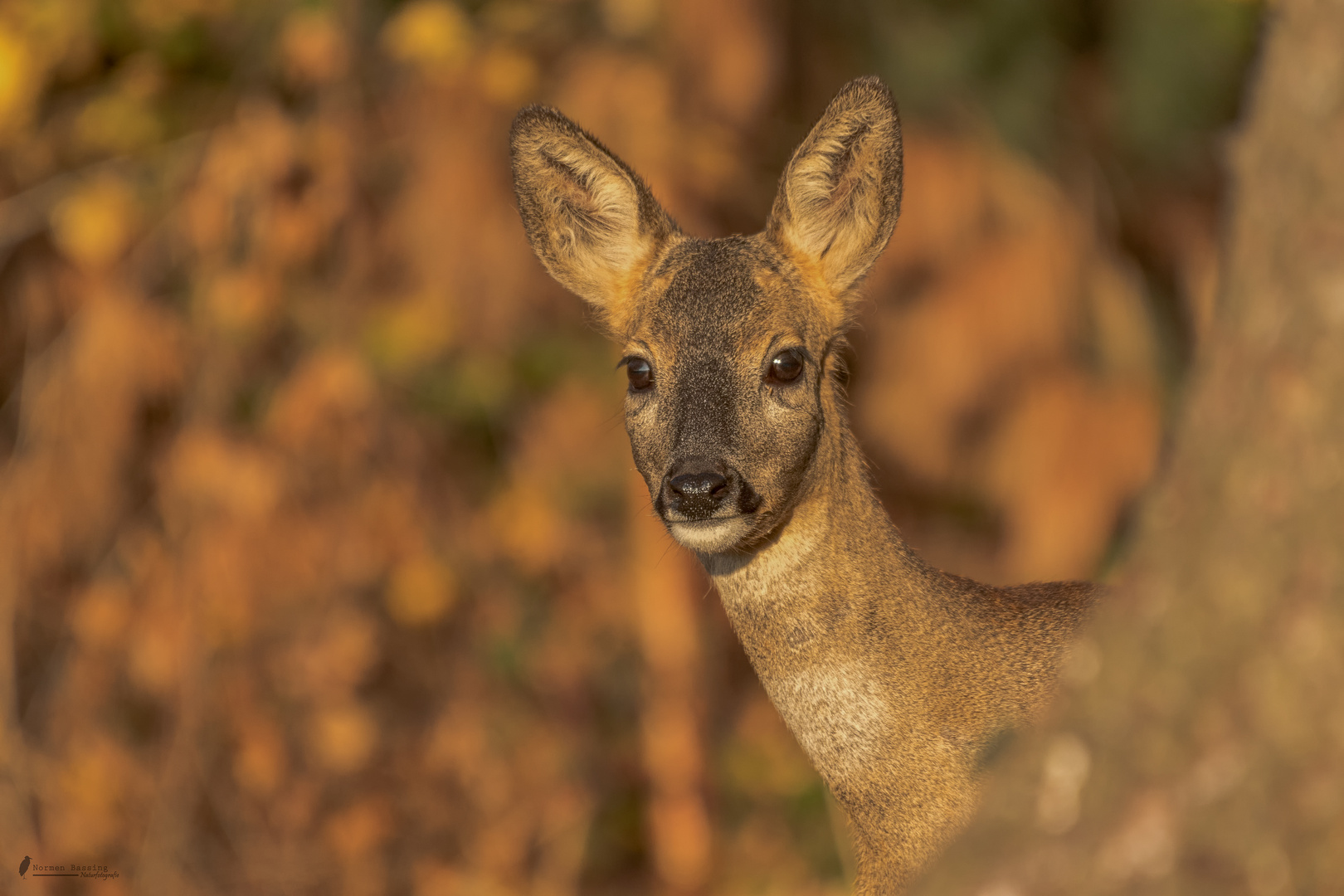 junges Reh mit neugierigen Blick