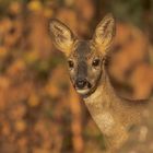 junges Reh mit neugierigen Blick